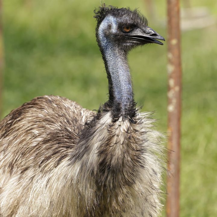 Common emu