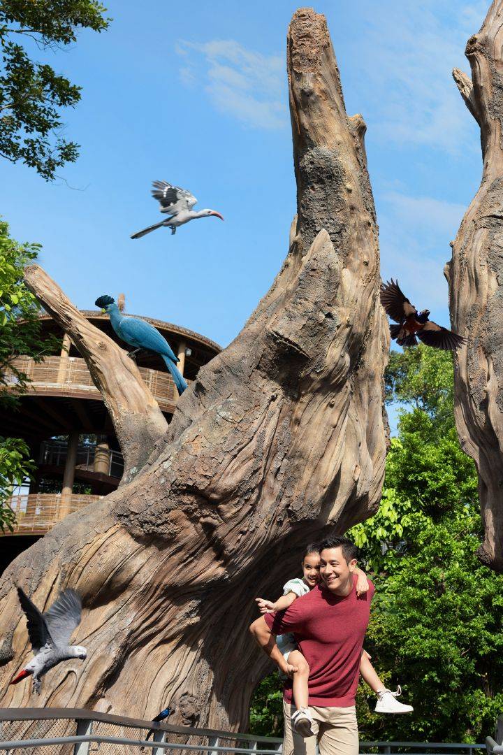 卢旺达纽格威森林非洲“翼”境