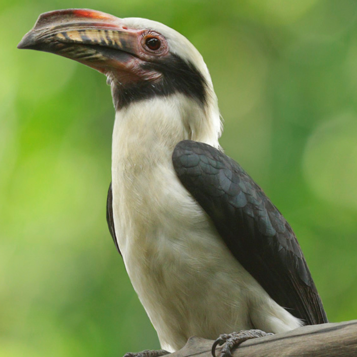 Luzon Hornbill