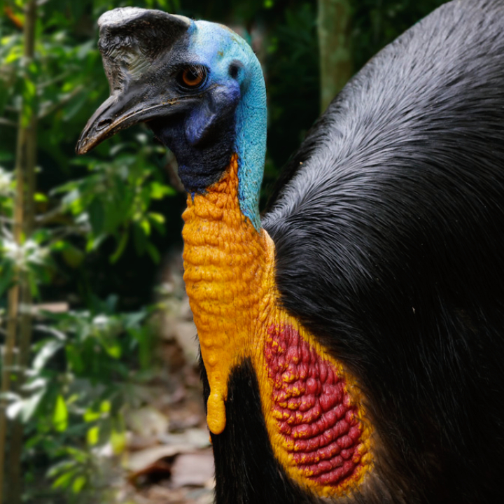 Northern Cassowary