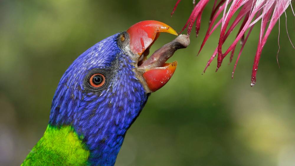 Lorikeet feeding on nectar from a pink flower.