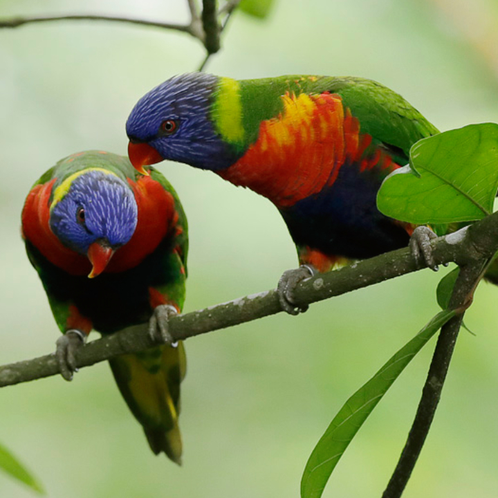 Rainbow-lorikeet