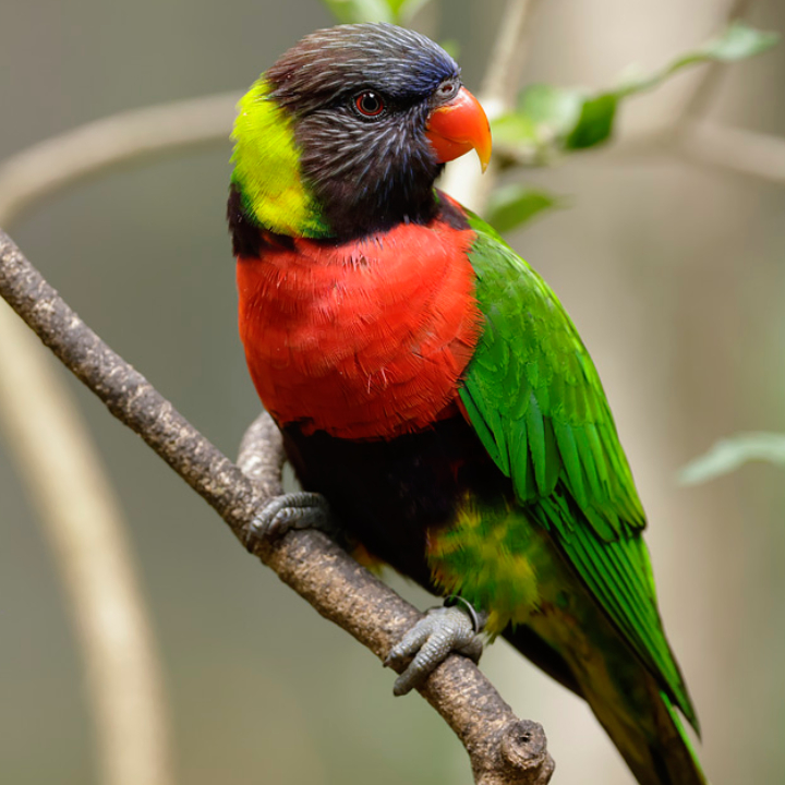Scarlet-breasted Lorikeet