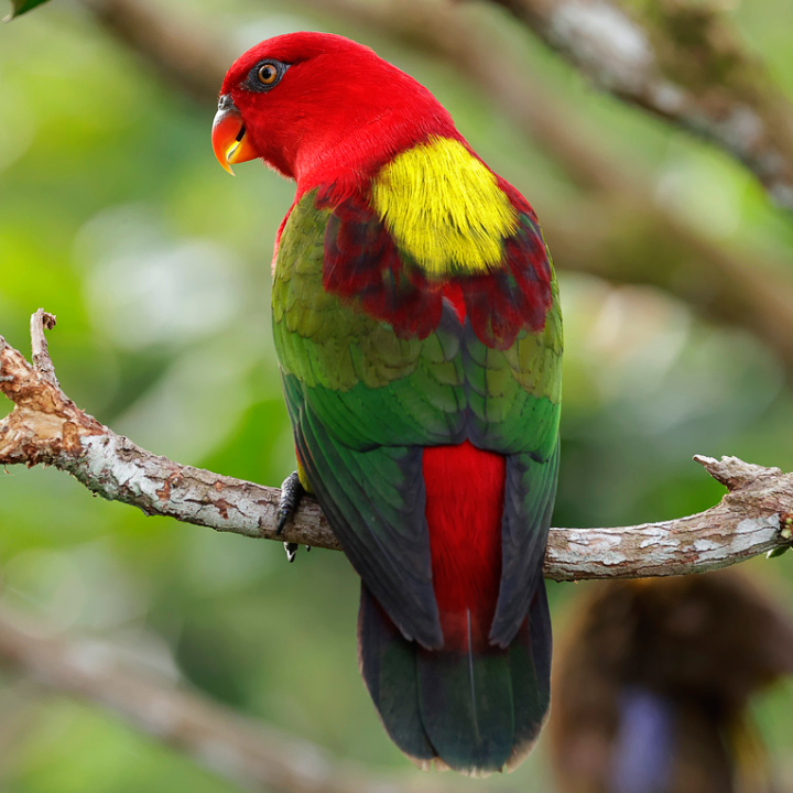 Yellow-Mantled Chattering Lory