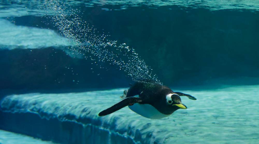 Gentoo Penguin