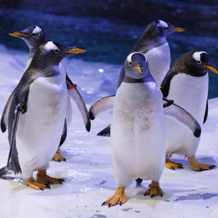 Gentoo penguin