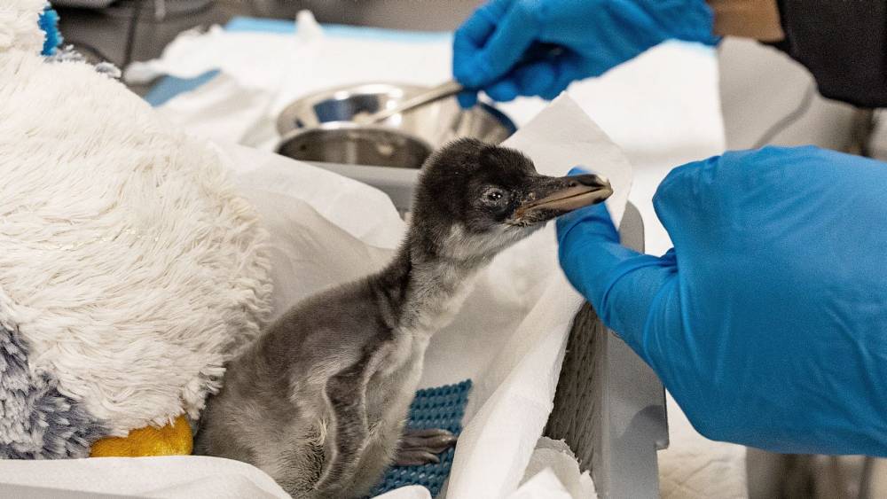 a chick being hand-raise by a keeper
