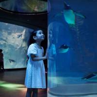 Ocean Network Express Penguin Cove