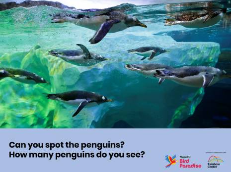 swimming penguins