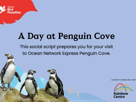 picture of penguin on rock