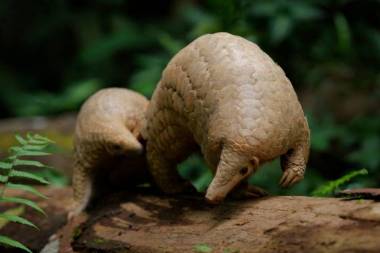 Native Biodiversity Protection