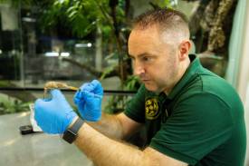 Breeding threatened species to secure their future