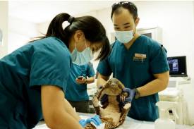Treating, rehabilitating and returning wildlife in Singapore