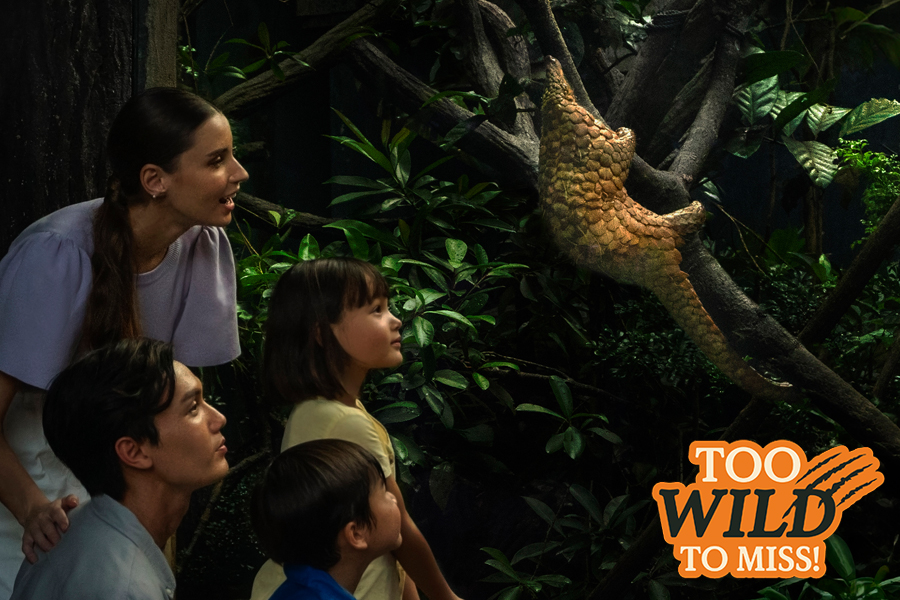 NIght Safari Itinerary