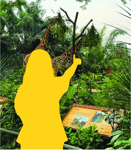 Singapore Zoo - Wild Africa Giraffe Exhibit
