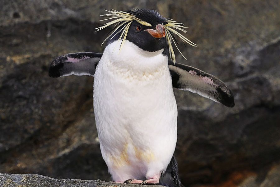 Northern rockhopper penguin