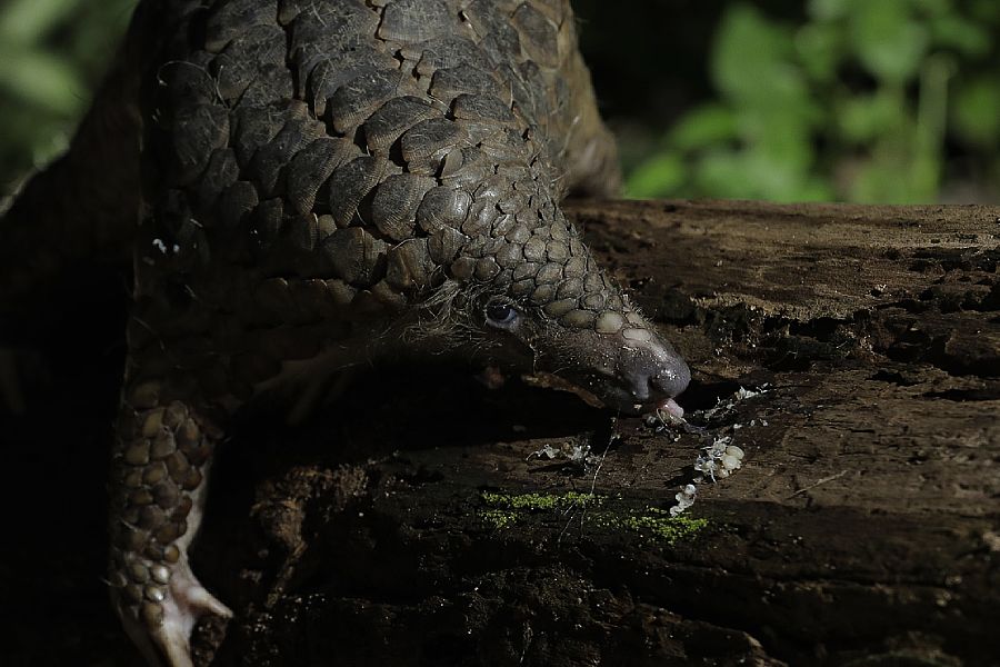 Image of a pangolin
