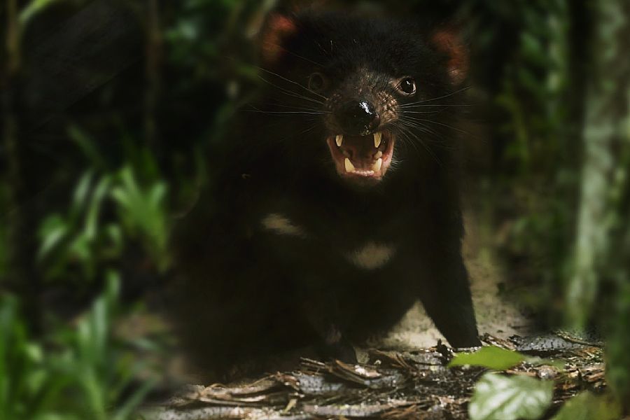 Tasmanian Devil