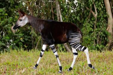Meet the Animals at Rainforest Wild Adventure EAST