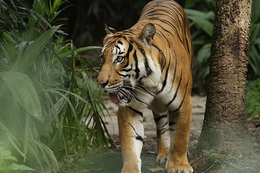 Malayan tiger