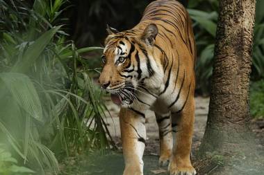 Meet the Animals at Rainforest Wild Adventure WEST