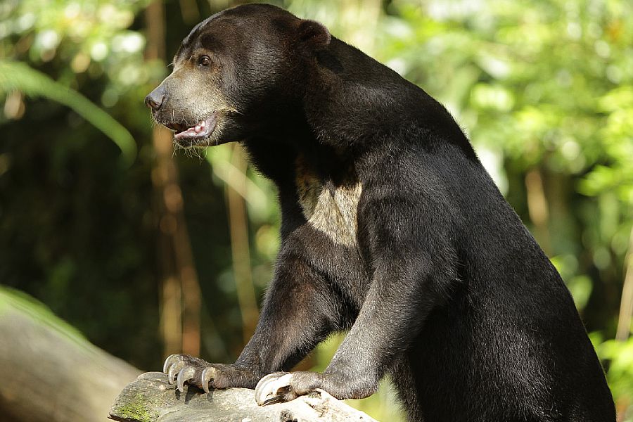 Sun bear