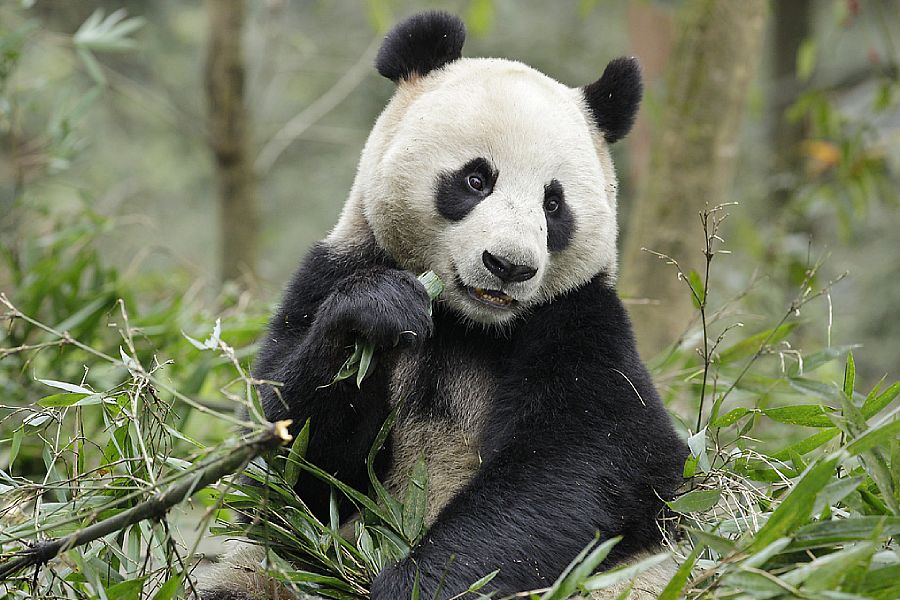 Giant panda