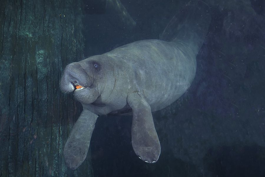 Manatee