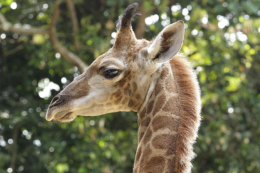 Rothschild's giraffe