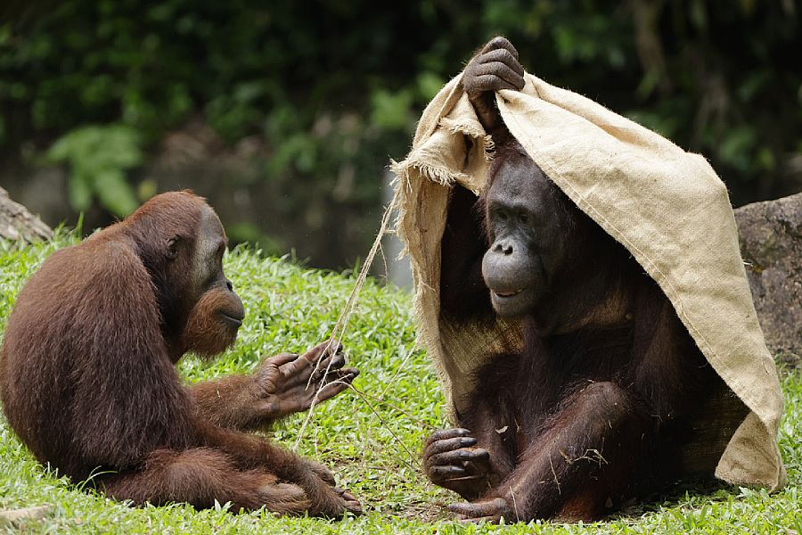 Sumatran orangutan