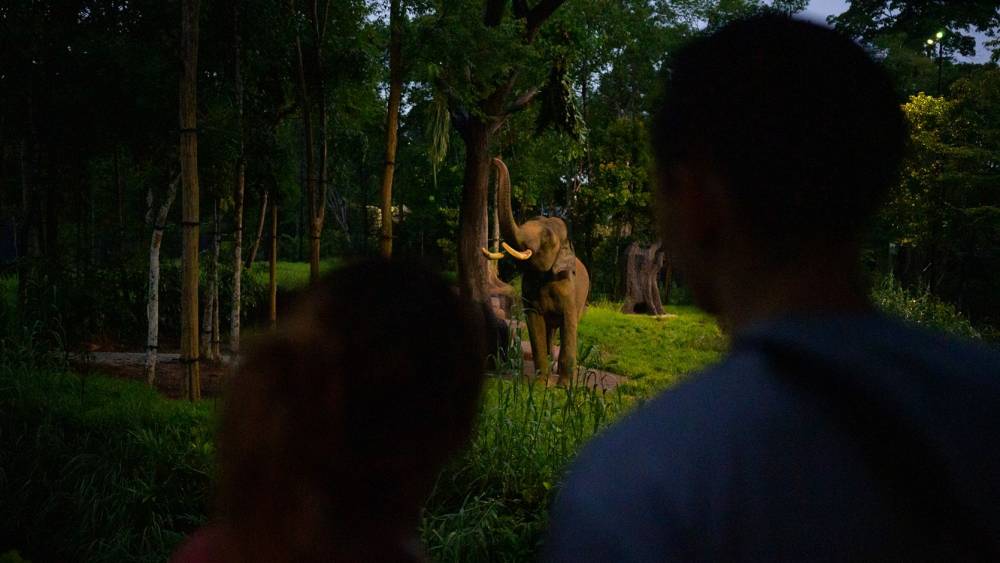 Guests looking at Asian Elephant from afar
