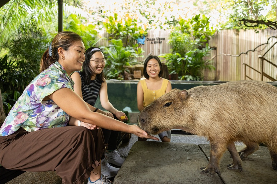 Hello From The Wild: Capybara