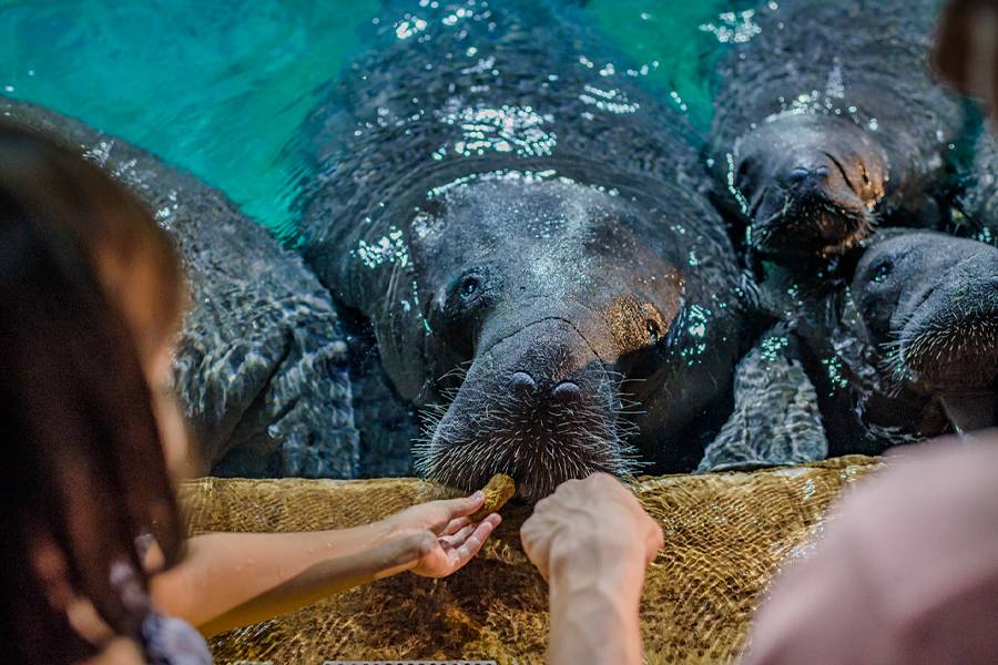 Image of a lady feeding a Manatee