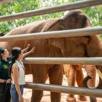 后台通行证：亚洲象奇遇