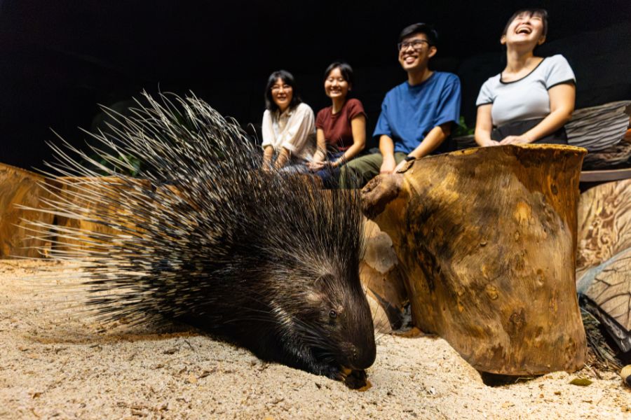 Hello From The Wild: Porcupine