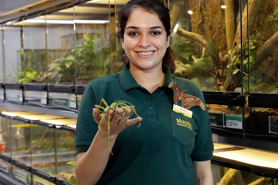 Image of a Zoo Keeper handling an insect