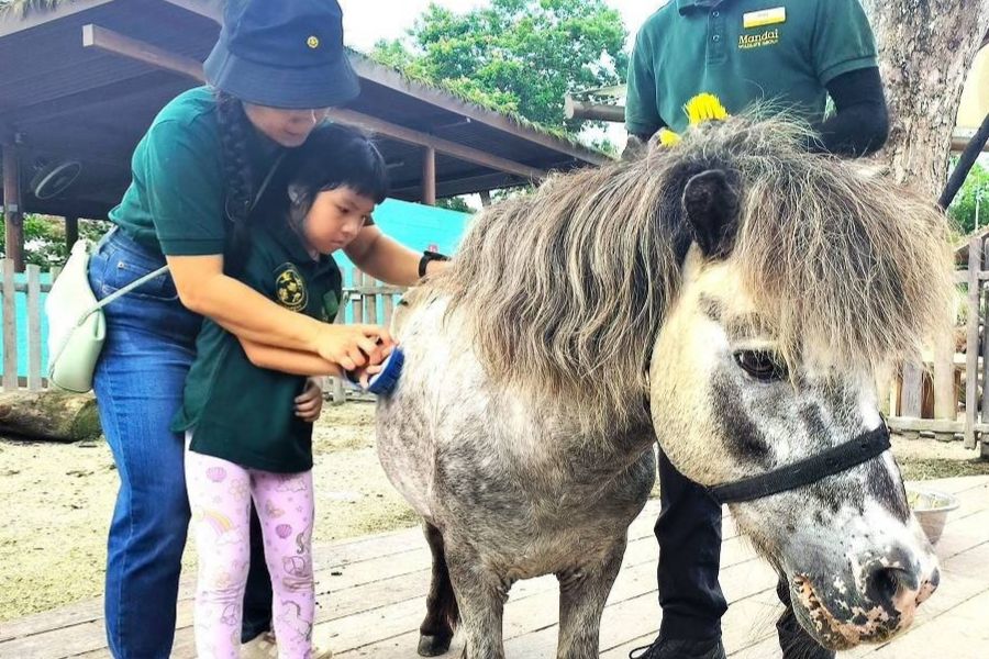 Zookeeper guiding child to brush a Falabella horse