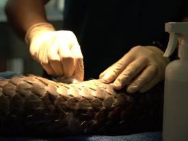 Catastrophic Collisions