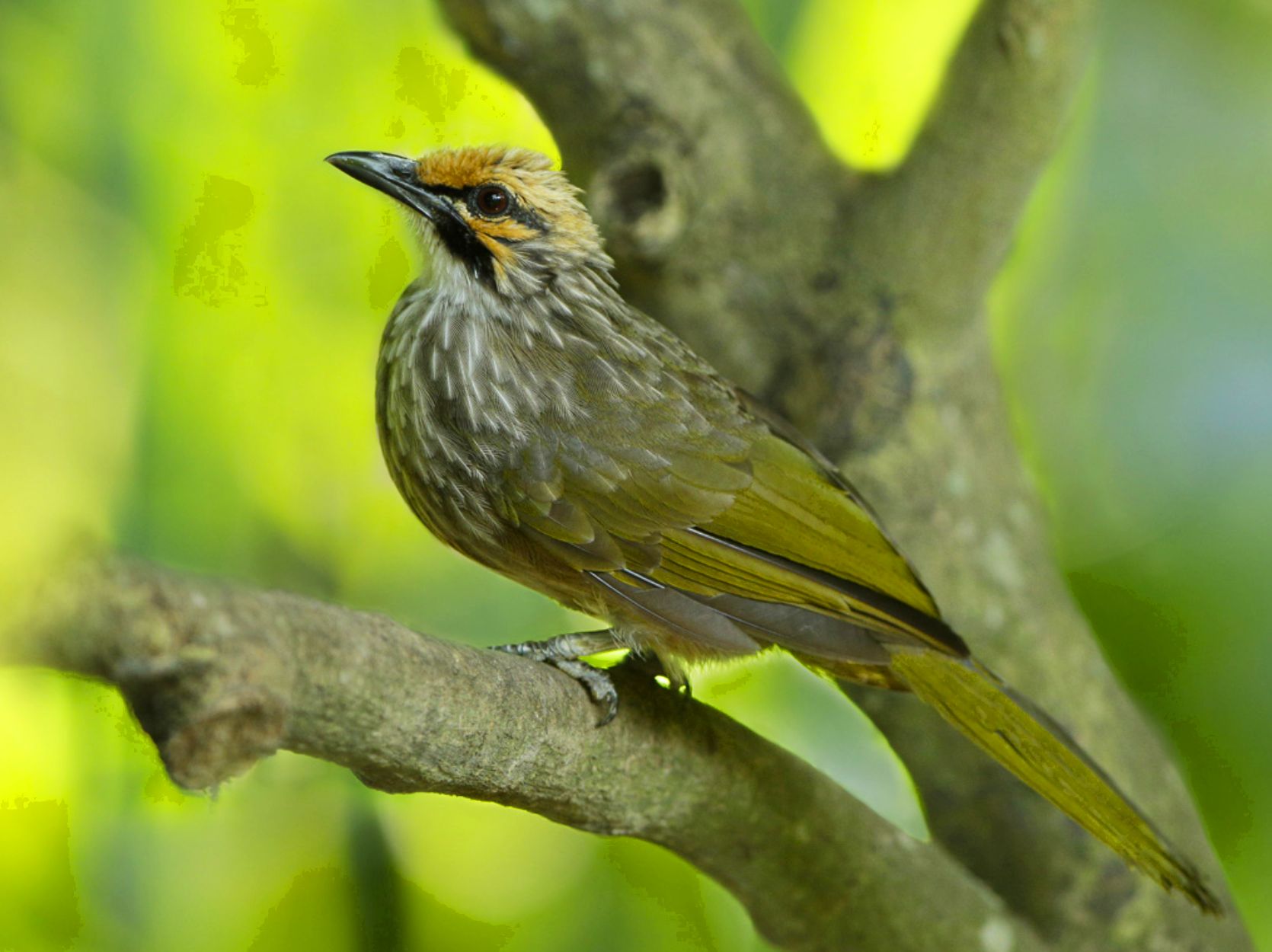 A native bird perched on a branch