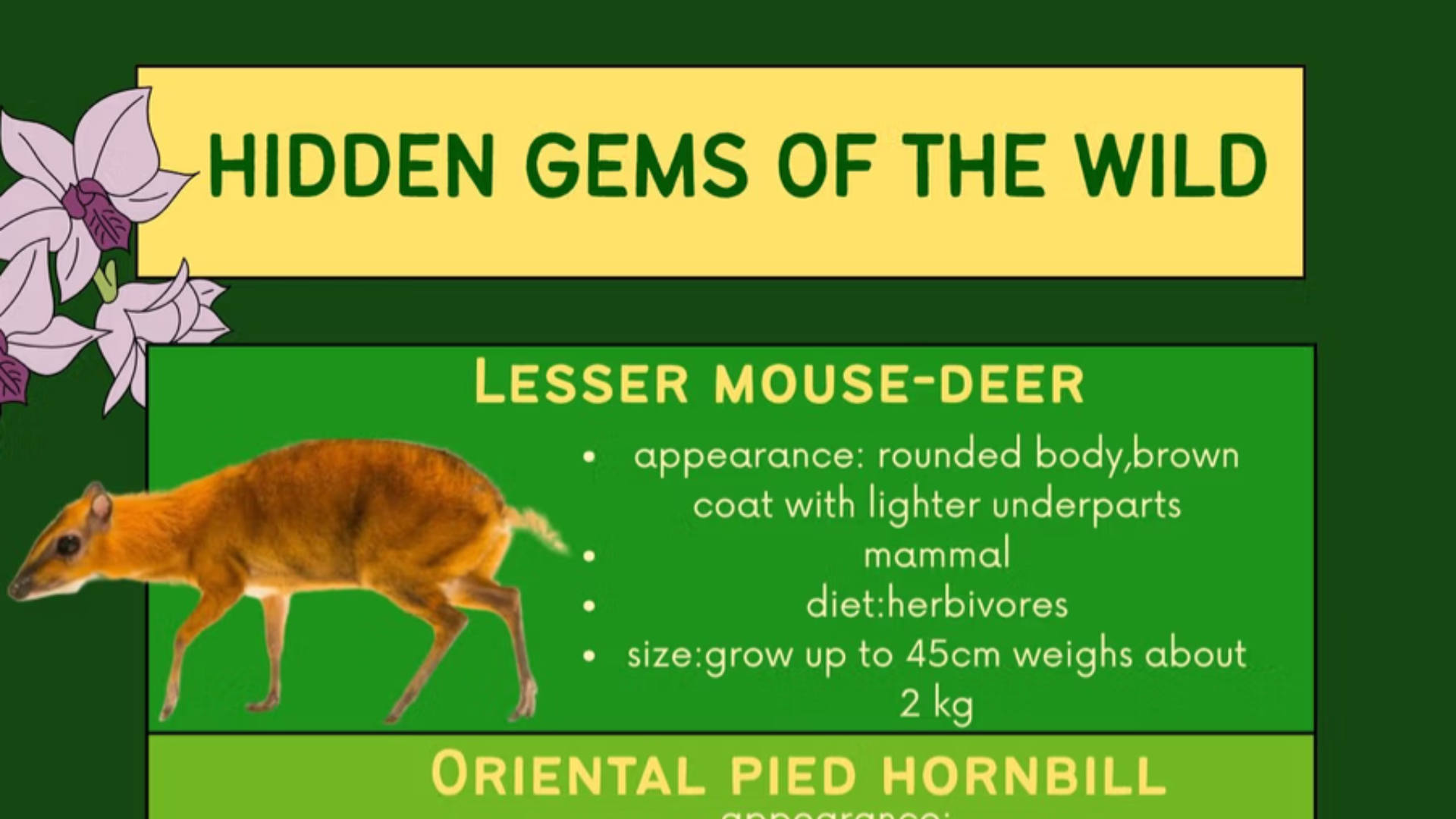 hidden gem of the wild