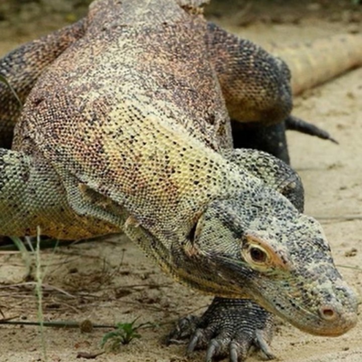 Kenali Biawak Komodo