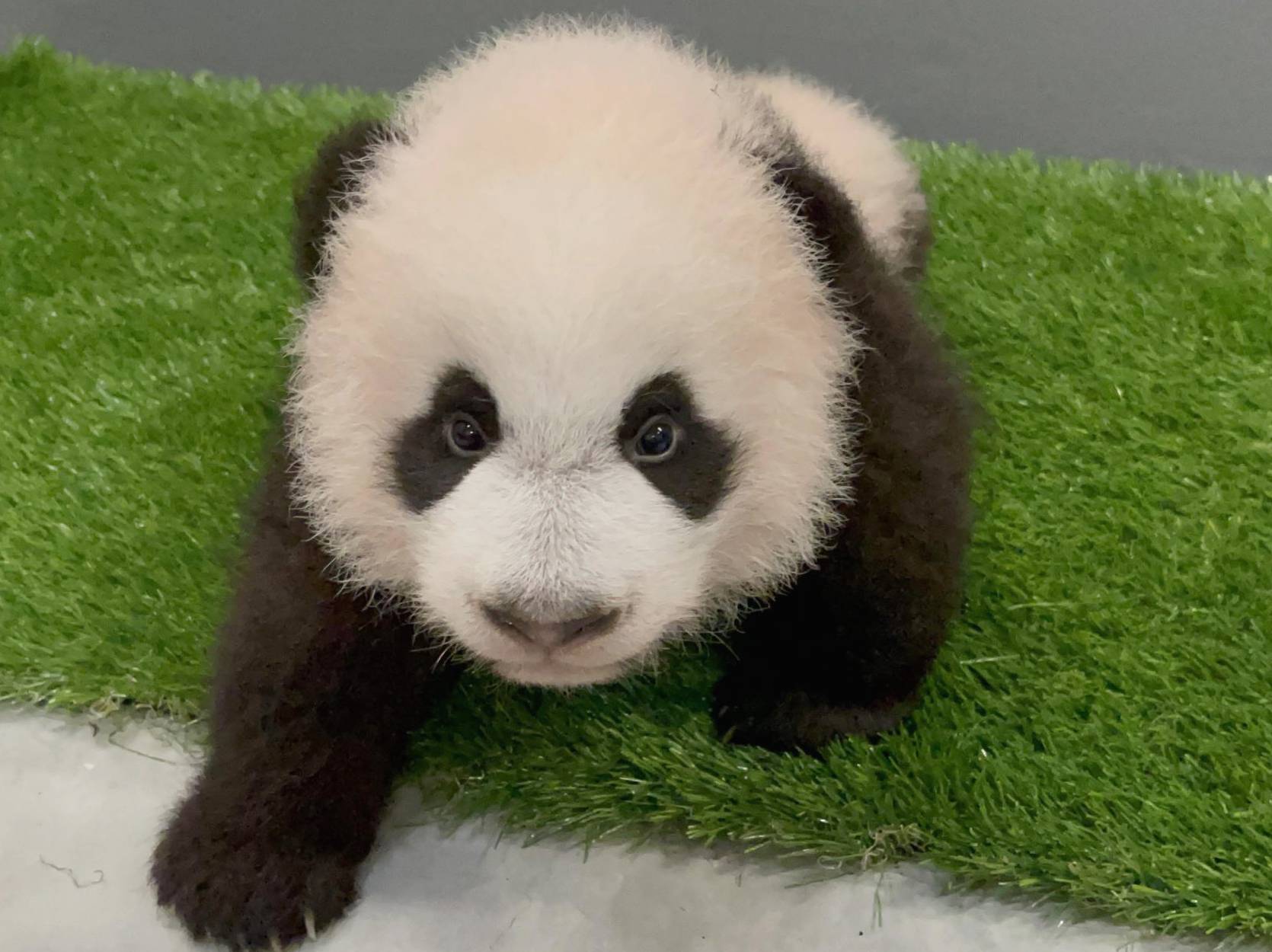 baby panda