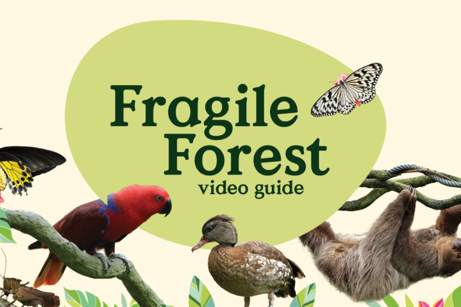Video Guide - Fragile Forest