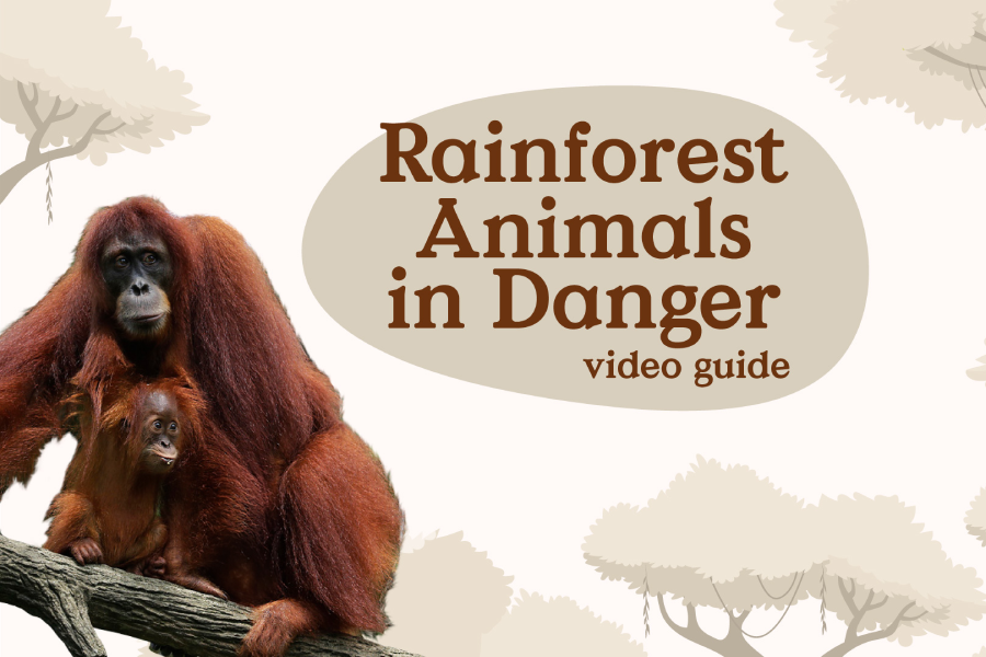 Video Guide - Rainforest Animals in Danger (Orangutan Island)