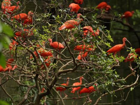 a flock of scarlet ibises in the foliage