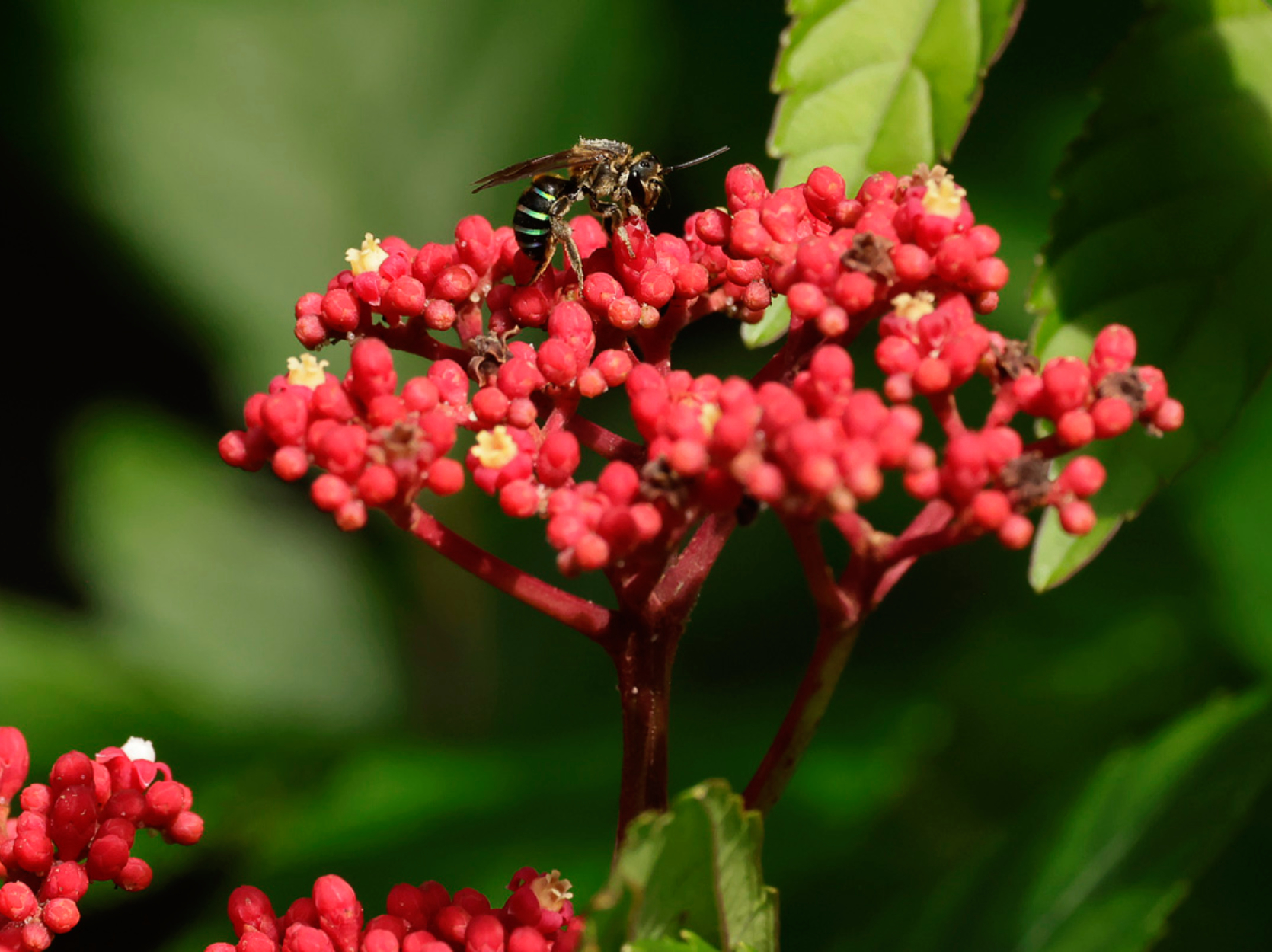 bee on flowers