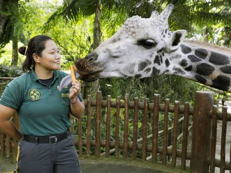 a keeper feeding a giraffe