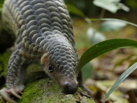baby pangolin on a log