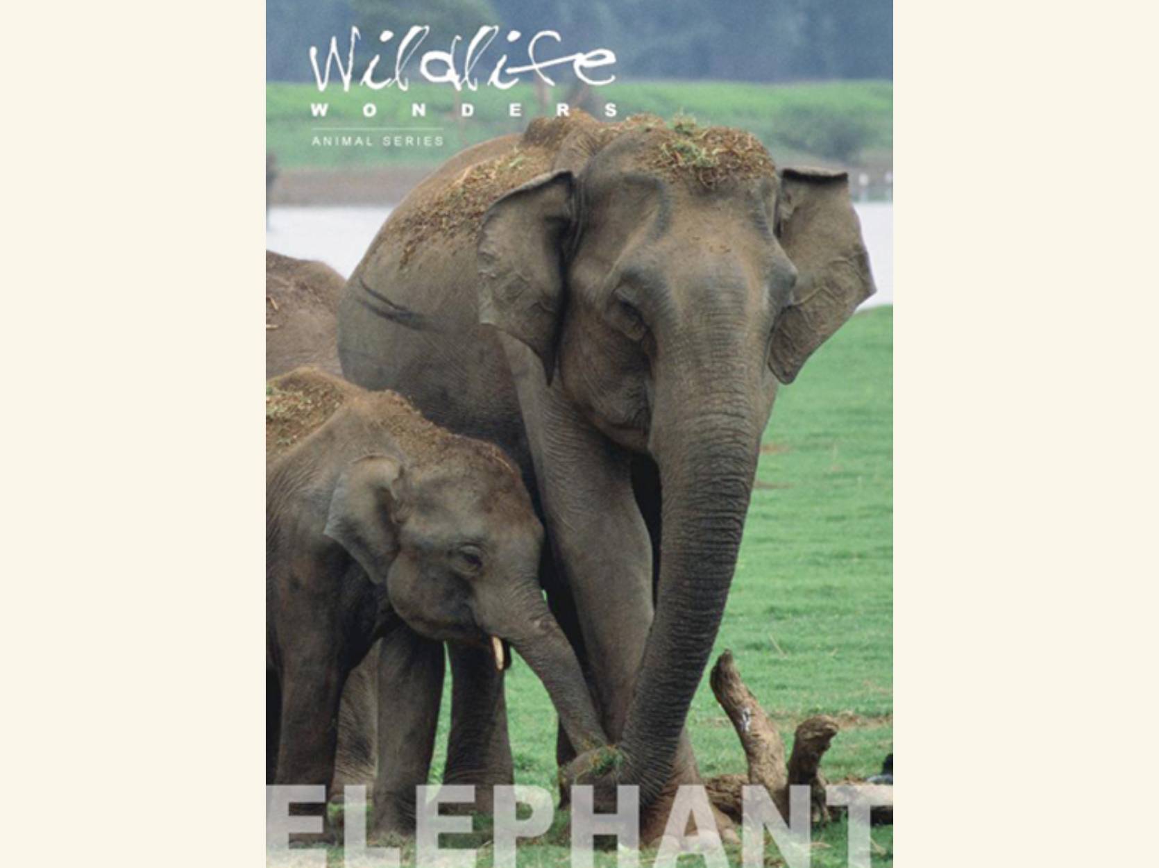 All About Elephants