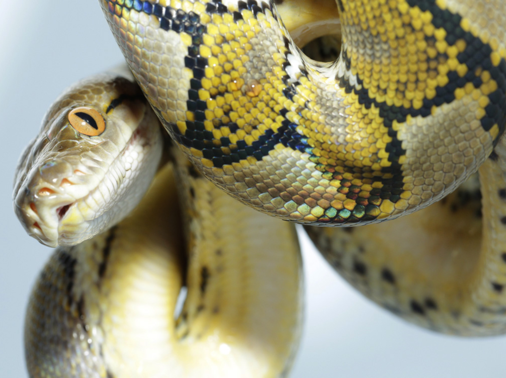 a picture of a python